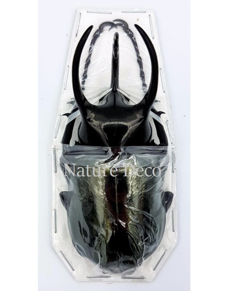 . Ongeprepareerde  Chalcosoma	Caucasus