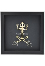 Nature Deco Frog skeleton in luxury 3D frame 17 x 17cm