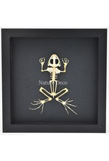 Nature Deco Frog skeleton in luxury 3D frame 22 x 22cm