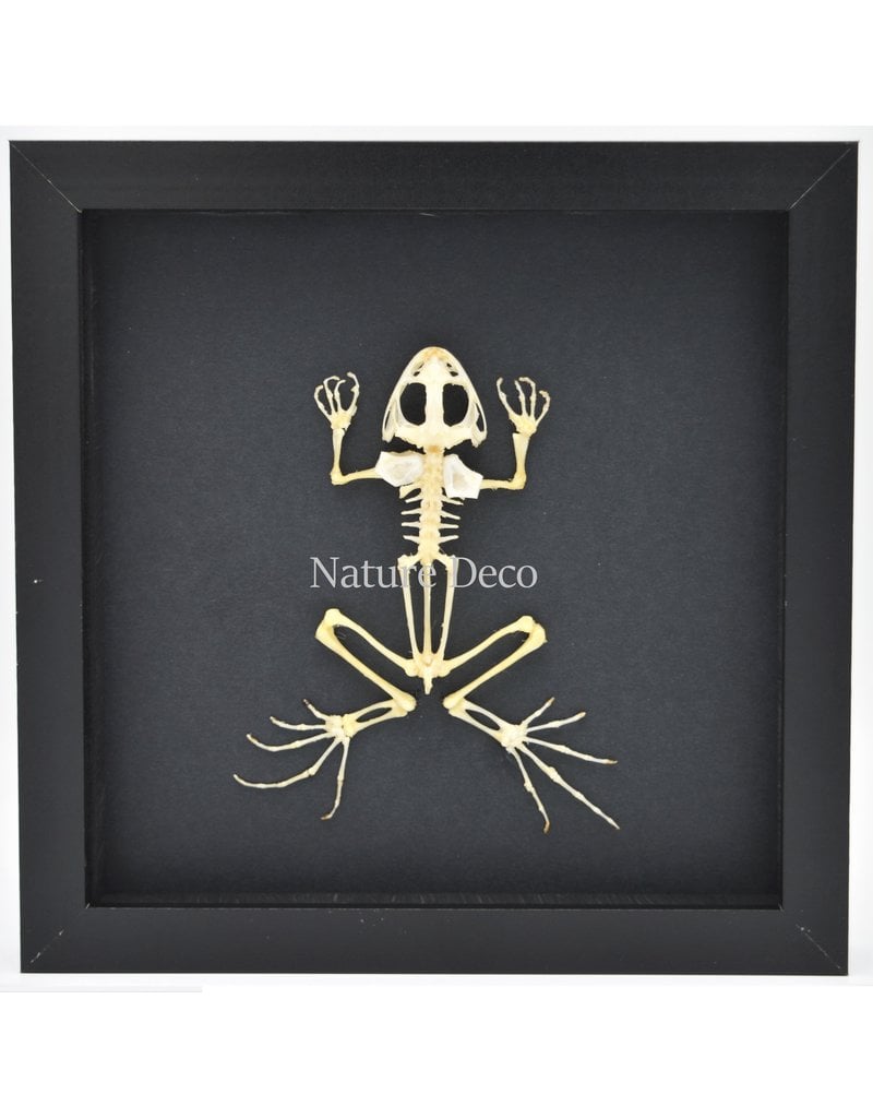 Nature Deco Frog skeleton in luxury 3D frame 17 x 17cm