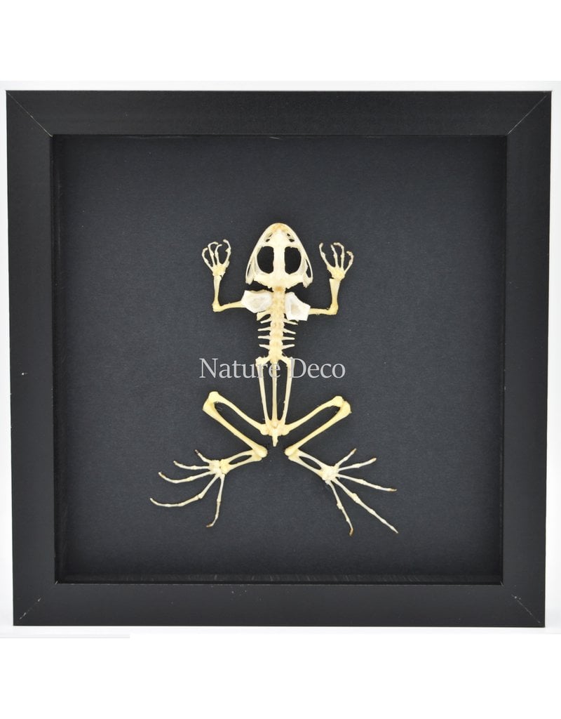 Nature Deco Frog skeleton in luxury 3D frame 22 x 22cm