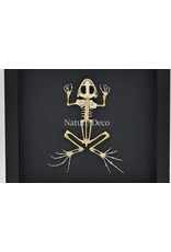 Nature Deco Frog skeleton in luxury 3D frame 17 x 17cm