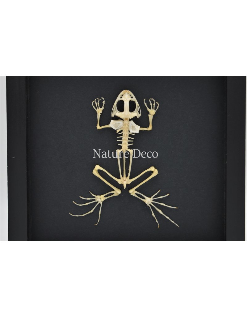 Nature Deco Frog skeleton in luxury 3D frame 17 x 17cm