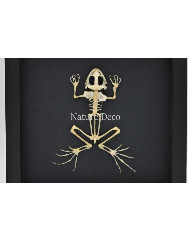 Nature Deco Kikker skelet in luxe 3D lijst 22 x 22cm