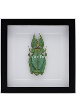 Nature Deco Walking leaf  XXL in luxury 3D frame (Phyllium Giganteum) 22 x 22cm