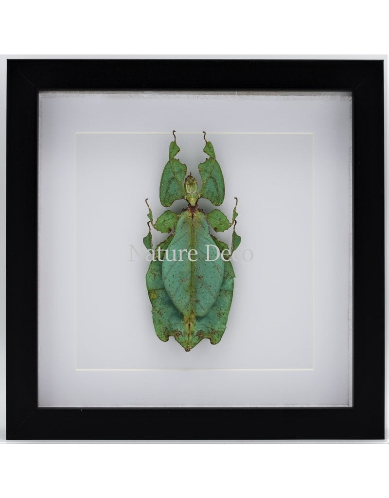 Nature Deco Wandelend blad XXL in luxe 3D lijst (Phyllium Giganteum) 22 x 22cm