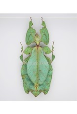 Nature Deco Wandelend blad XXL in luxe 3D lijst (Phyllium Giganteum) 22 x 22cm