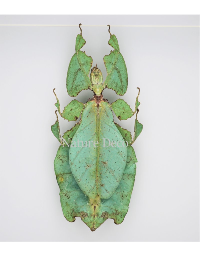 Nature Deco Walking leaf  XXL in luxury 3D frame (Phyllium Giganteum) 22 x 22cm