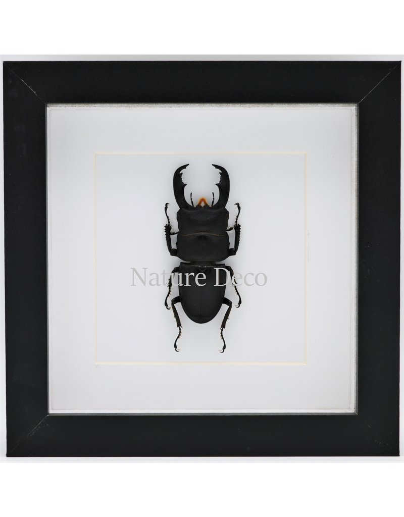 Nature Deco Dorcus Titanus Typhon (beetle) in luxury 3D frame 17 x 17cm