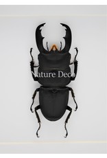 Nature Deco Dorcus Titanus Typhon (beetle) in luxury 3D frame 17 x 17cm