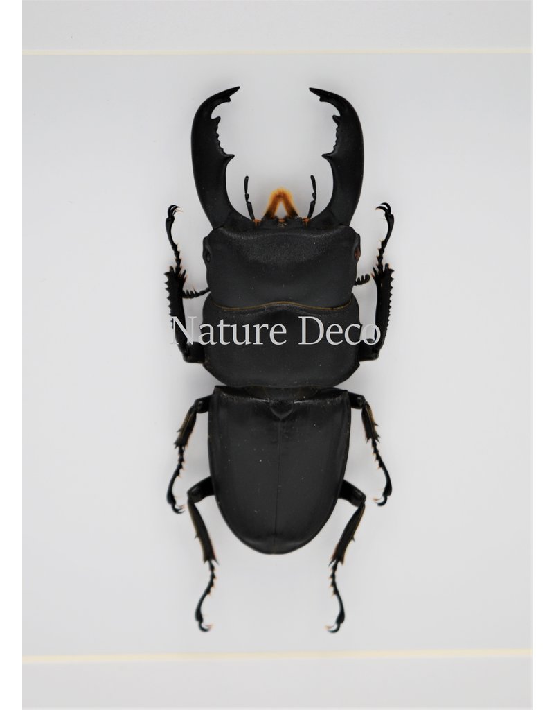 Nature Deco Dorcus Titanus Typhon (beetle) in luxury 3D frame 17 x 17cm