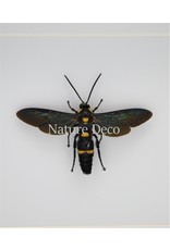 Nature Deco Megascolia Procer (wasp) in luxury 3D frame 17 x 17cm