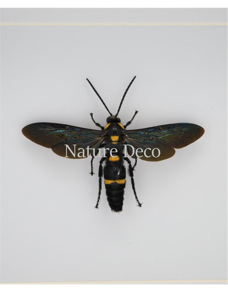 Nature Deco Megascolia Procer (wasp) in luxury 3D frame 17 x 17cm