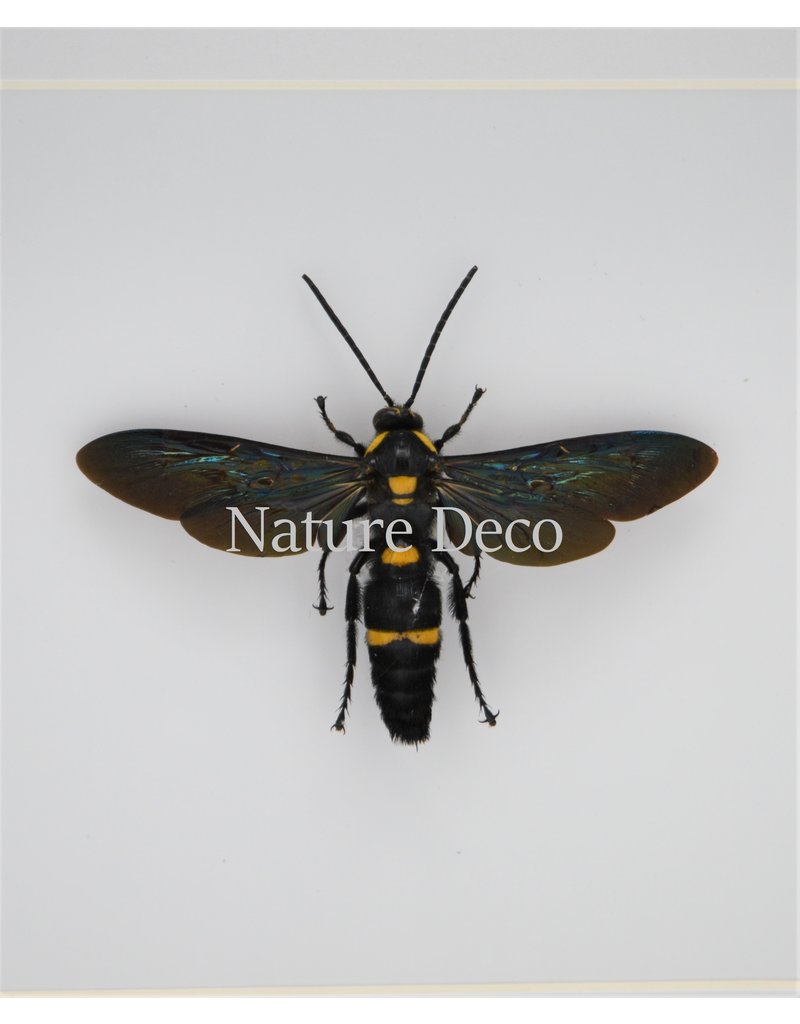 Nature Deco Megascolia Procer (wesp) in luxe 3D lijst 17 x 17cm