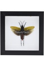 Nature Deco Aularches Punctatus (sprinkhaan) in luxe 3D lijst 17 x 17cm