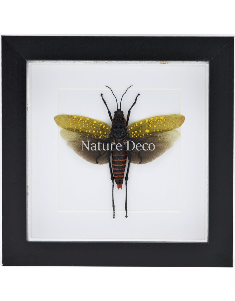 Nature Deco Aularches Punctatus (grasshopper) in luxury 3D frame 17 x 17cm