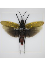 Nature Deco Aularches Punctatus (grasshopper) in luxury 3D frame 17 x 17cm