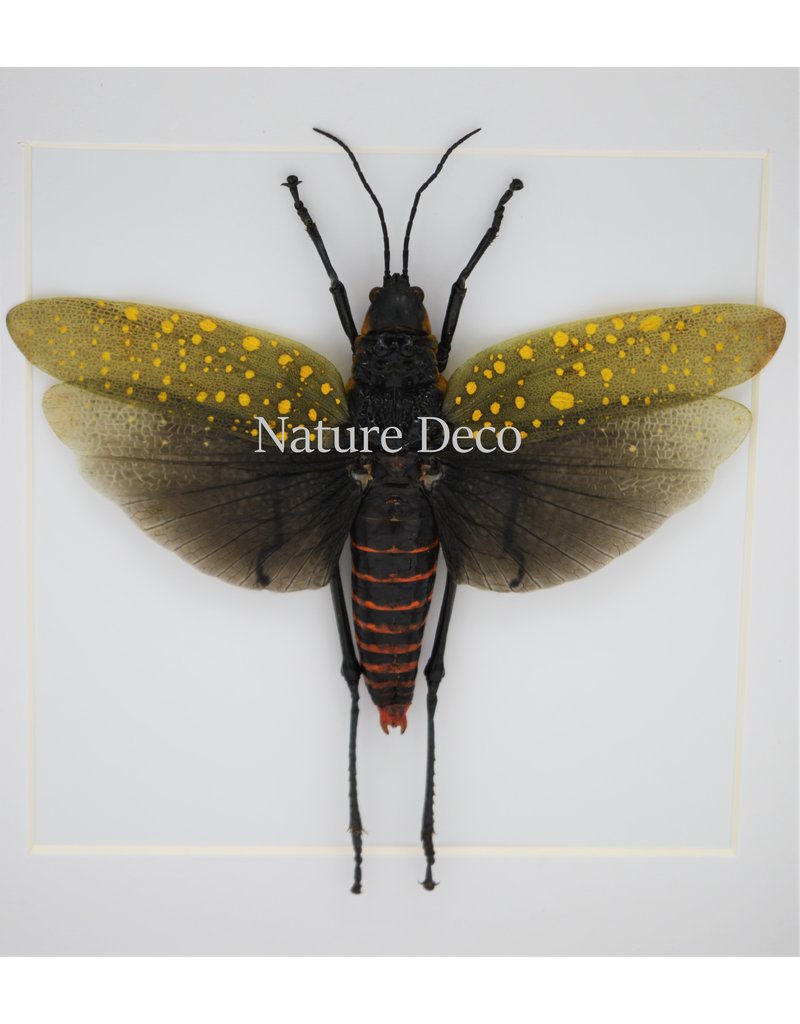 Nature Deco Aularches Punctatus (grasshopper) in luxury 3D frame 17 x 17cm