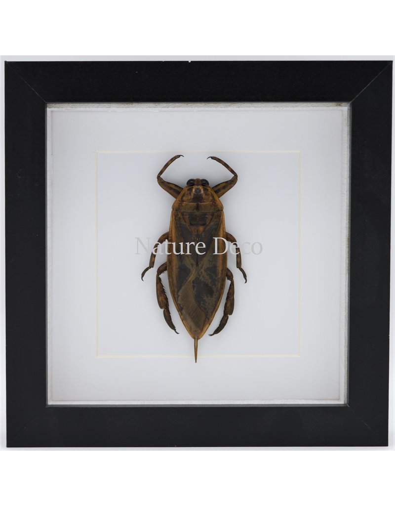 Nature Deco Waterbug (Lethocerus Indicus) in luxury 3D frame 17 x 17cm