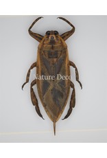 Nature Deco Waterkever (Lethocerus  Indicus) in luxe 3D lijst 17 x 17cm