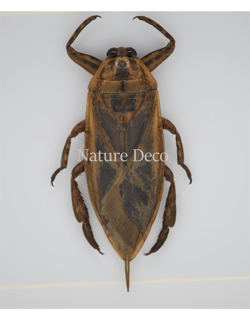 Nature Deco Waterbug (Lethocerus Indicus) in luxury 3D frame 17 x 17cm