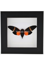 Nature Deco Orange cicada (Toseana Paviei) in luxury 3D frame