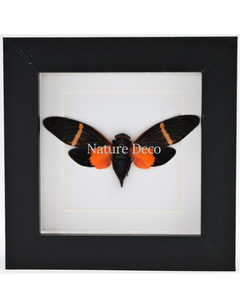 Nature Deco Orange cicada (Toseana Paviei) in luxury 3D frame