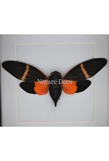 Nature Deco Orange cicada (Toseana Paviei) in luxury 3D frame