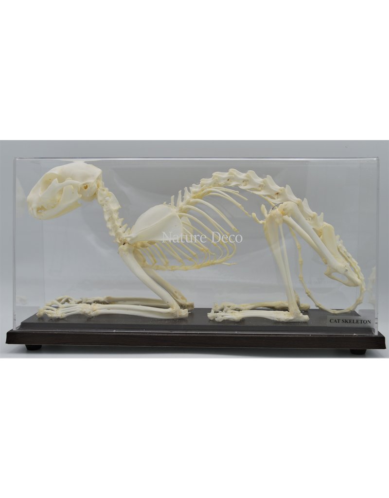 . Cat skeleton in box