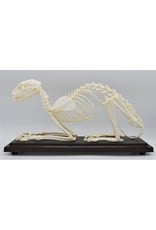 . Cat skeleton in box