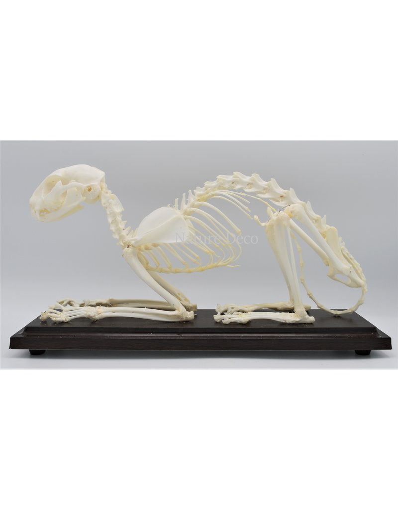 . Cat skeleton in box