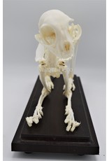 . Cat skeleton in box