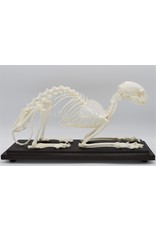 . Cat skeleton in box