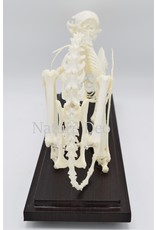 . Cat skeleton in box