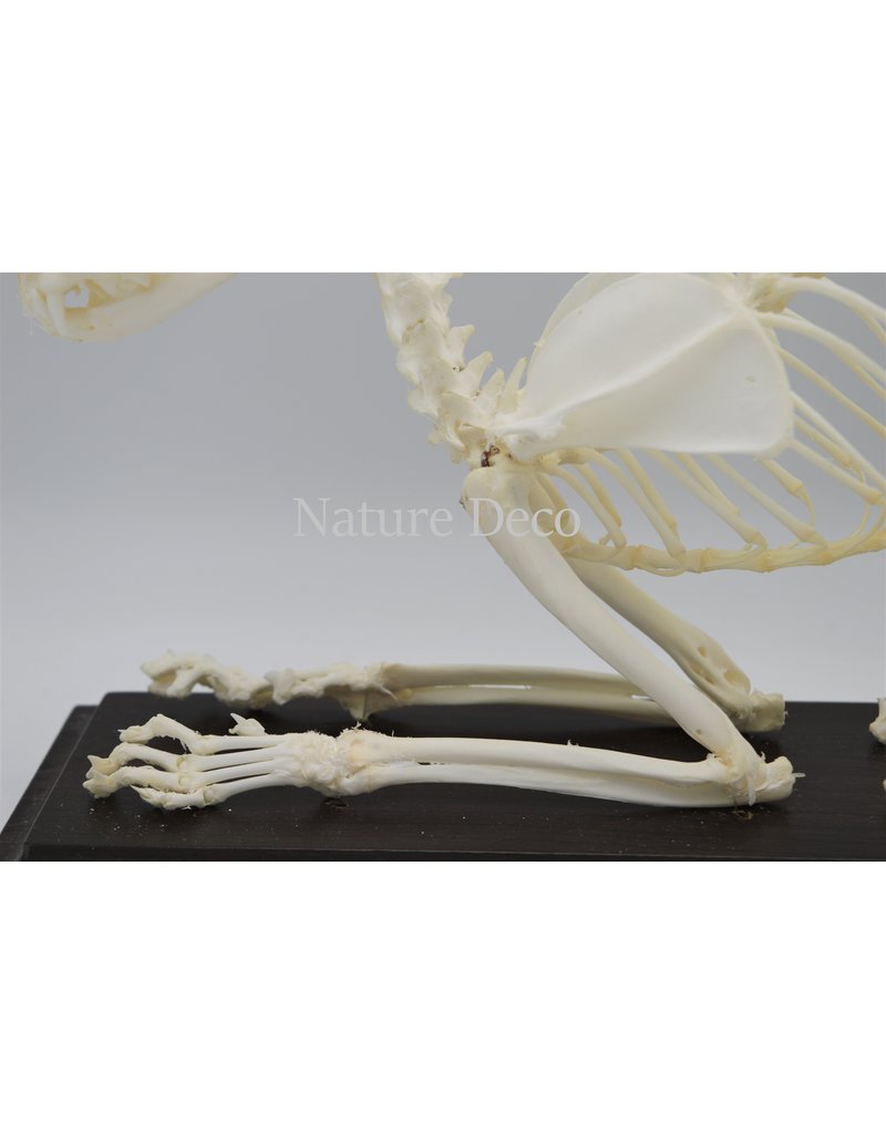 . Cat skeleton in box