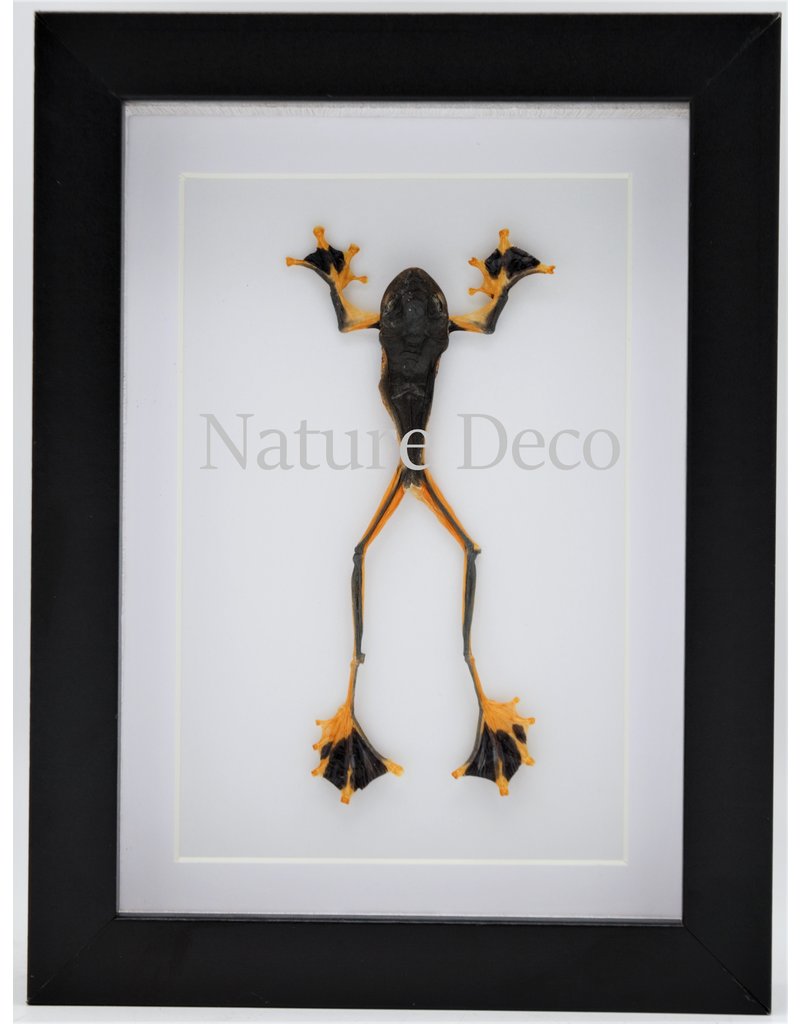 Nature Deco Kikker (Rhacophorus Rheinwardti) man  in luxe 3D lijst 20,3 x 15,3cm