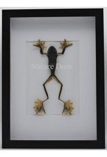 Nature Deco Frog (Rhacophorus	Rheinwardti) female in luxury 3D frame  32x 23,5cm