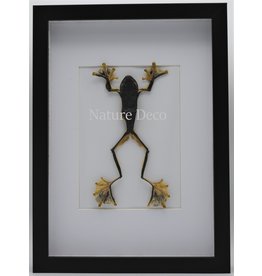 Nature Deco Frog (Rhacophorus	Rheinwardti) female in luxury 3D frame
