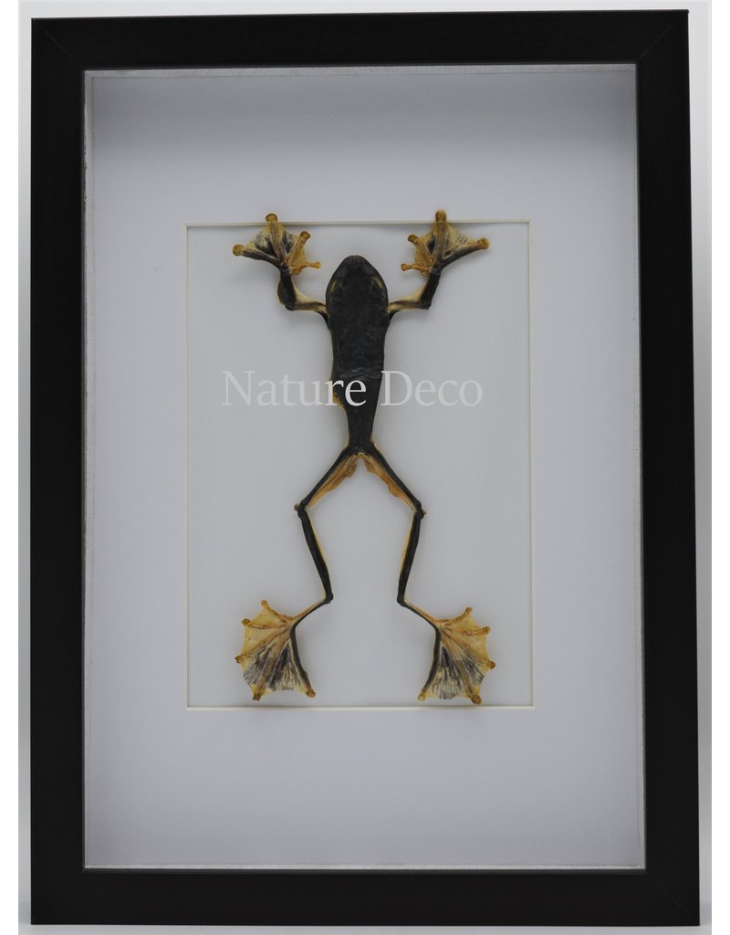 Nature Deco Frog (Rhacophorus	Rheinwardti) female in luxury 3D frame  32x 23,5cm