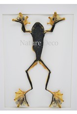 Nature Deco Frog (Rhacophorus	Rheinwardti) female in luxury 3D frame  32x 23,5cm