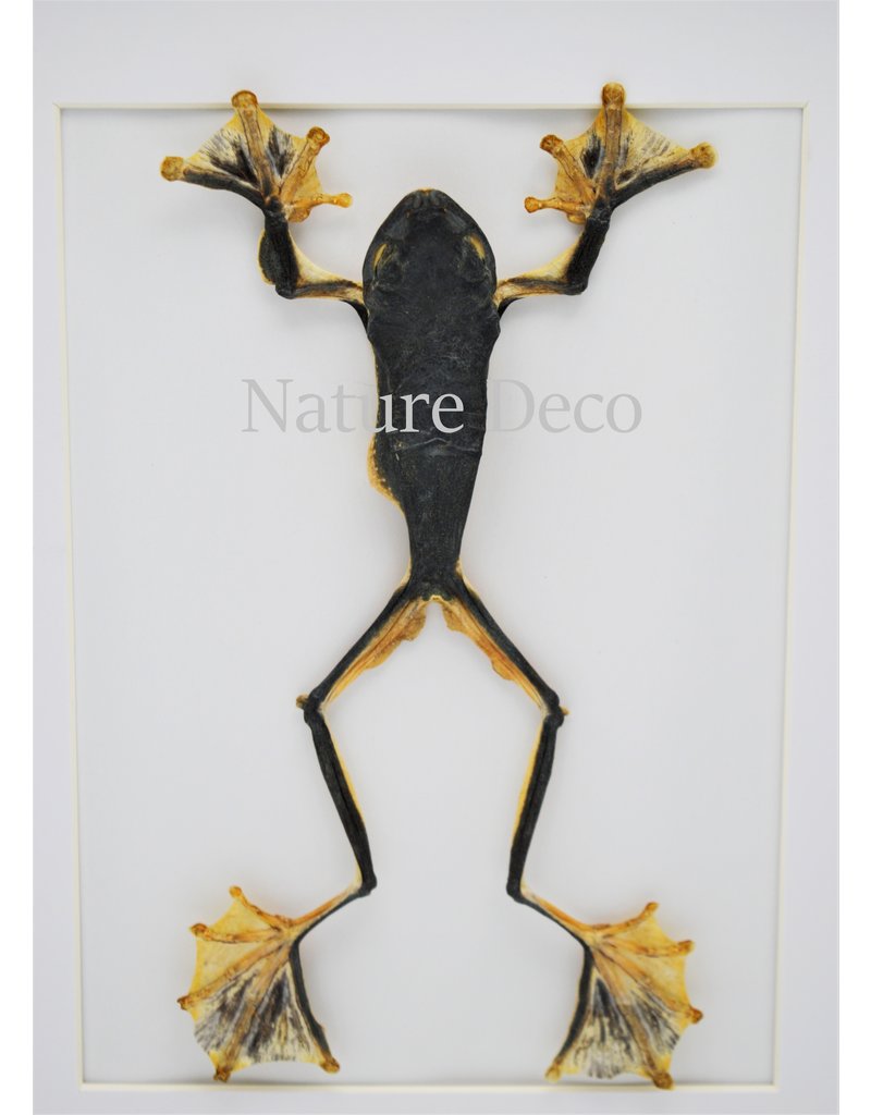 Nature Deco Frog (Rhacophorus	Rheinwardti) female in luxury 3D frame  32x 23,5cm