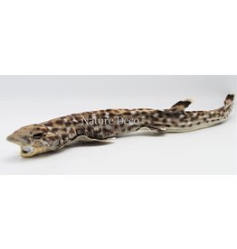 . Mounted catshark