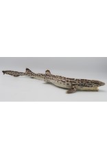 . Mounted catshark 45-50cm