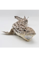 . Mounted catshark 45-50cm