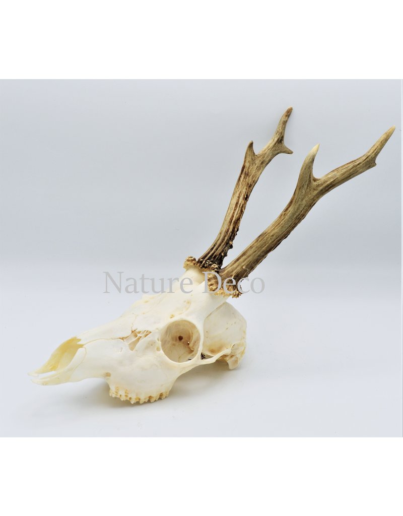 . Roe skull with antlers