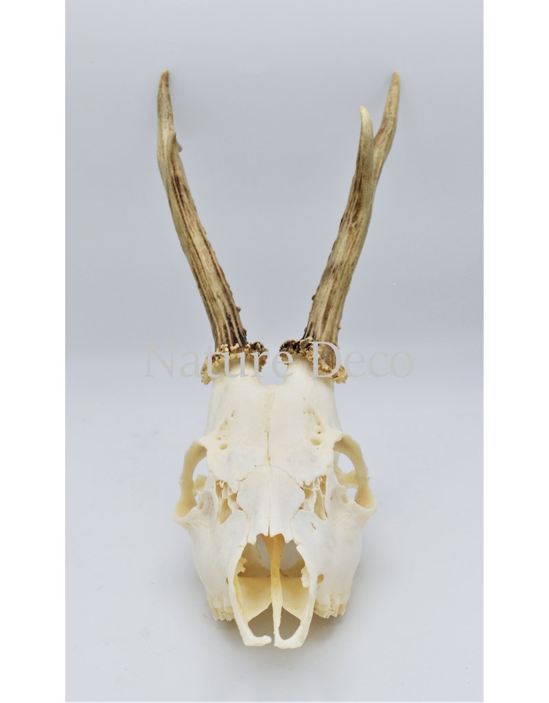 . Roe skull with antlers