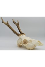 . Roe skull with antlers