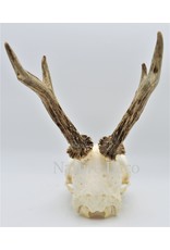 . Roe skull with antlers