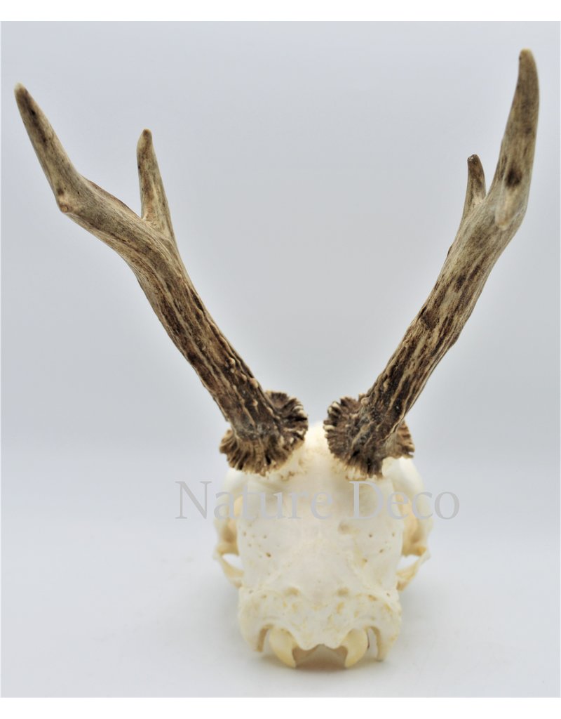 . Roe skull with antlers