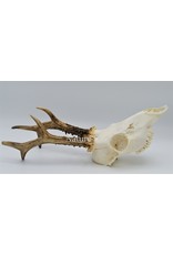 . Roe skull with antlers